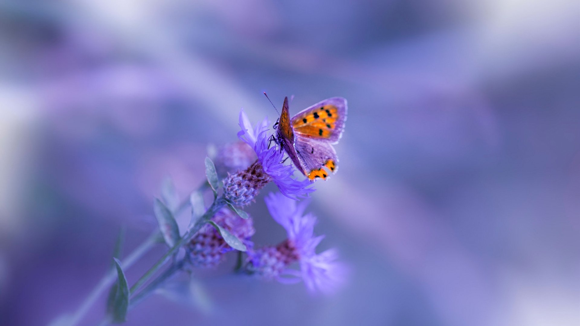 西班牙队在欧洲杯期间的战术调整取得显著成效,西班牙队 欧洲杯