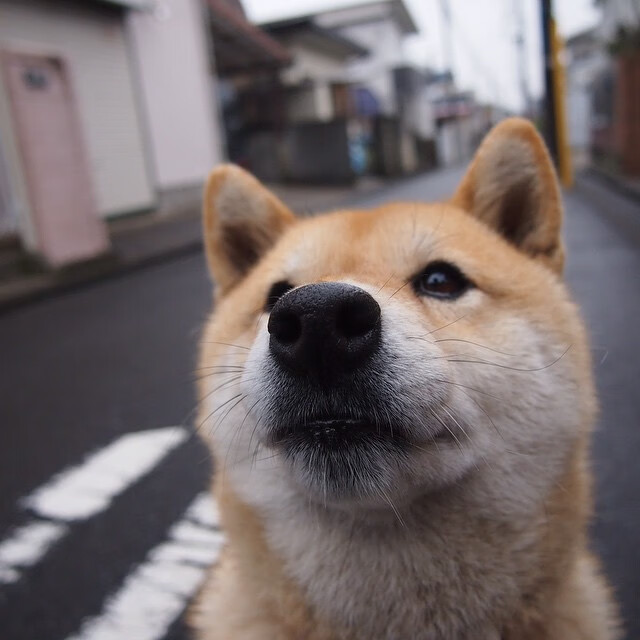 西雅图海湾人青训营培养新星,未来可期,西雅图海湾人对洛杉矶fc分析预测