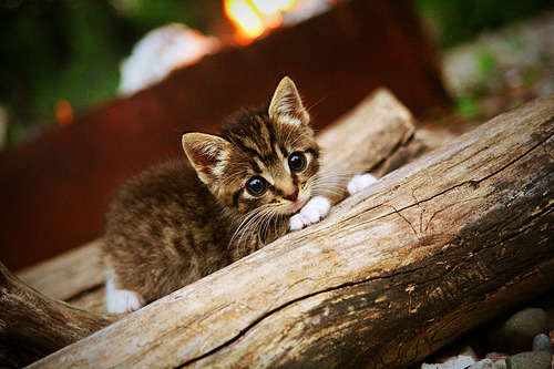 AYX体育官网-非洲篮球决胜战即将拉开帷幕，强队双线作战，非洲篮球冠军联赛