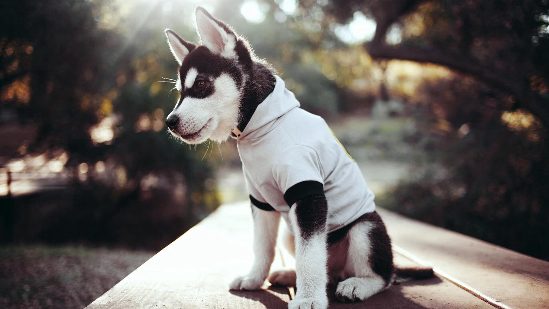 NBA球队战术体系优化与数据支持分析,nba球队战术图解