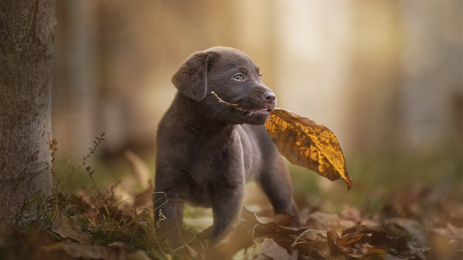 中国篮球教练员技术创新能力培养机制研究,中国篮协篮球教练员培训班
