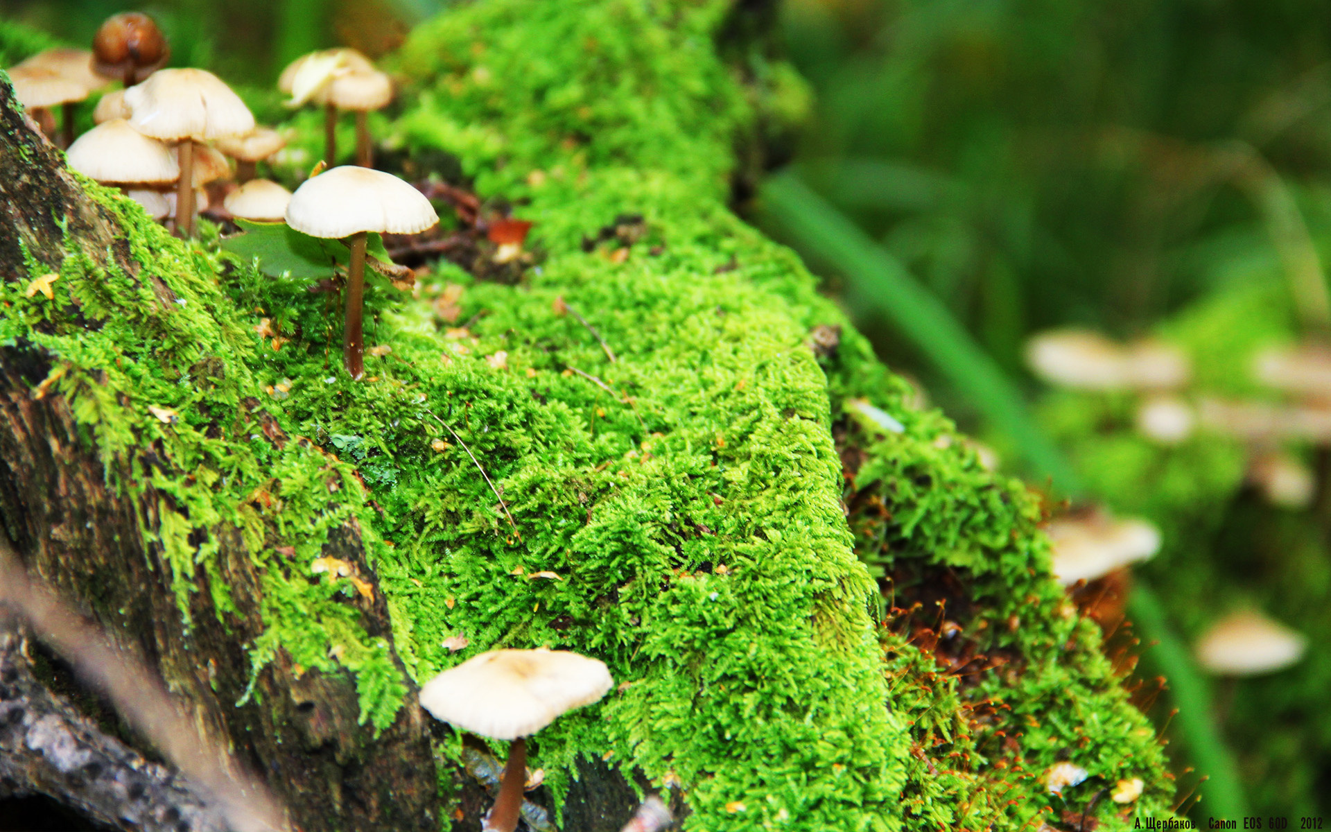 体育新闻中心发布体育短视频版权保护指南,体育短视频的传播特点