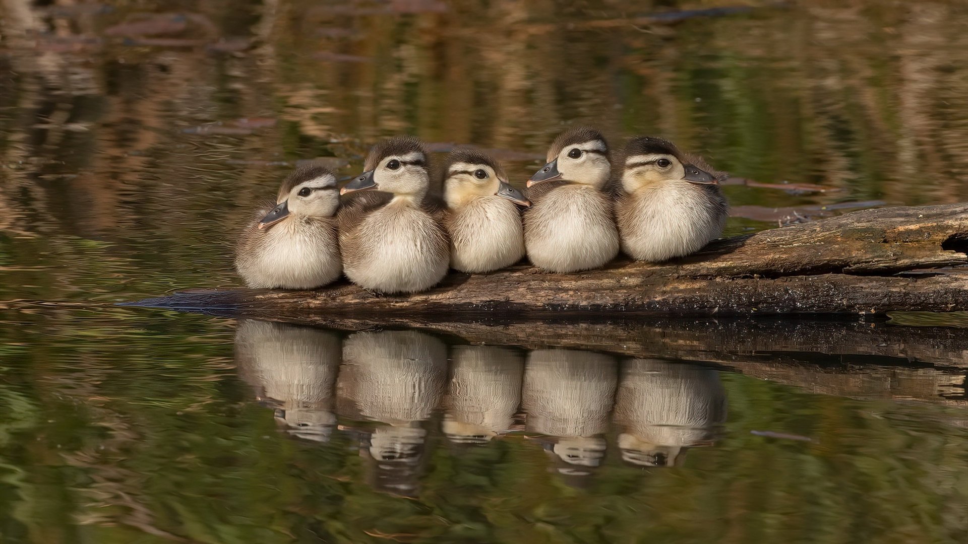 体育新闻中心深化体育赛事数据驱动传播机制,体育赛事创新