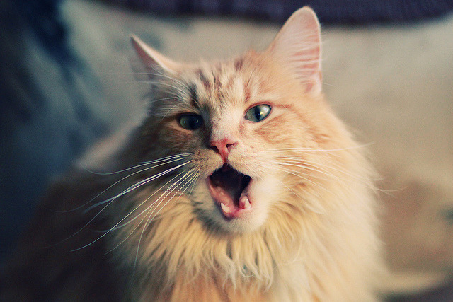 博卡计划加强心理素质与比赛韧性培养,博卡青年培养出的球星