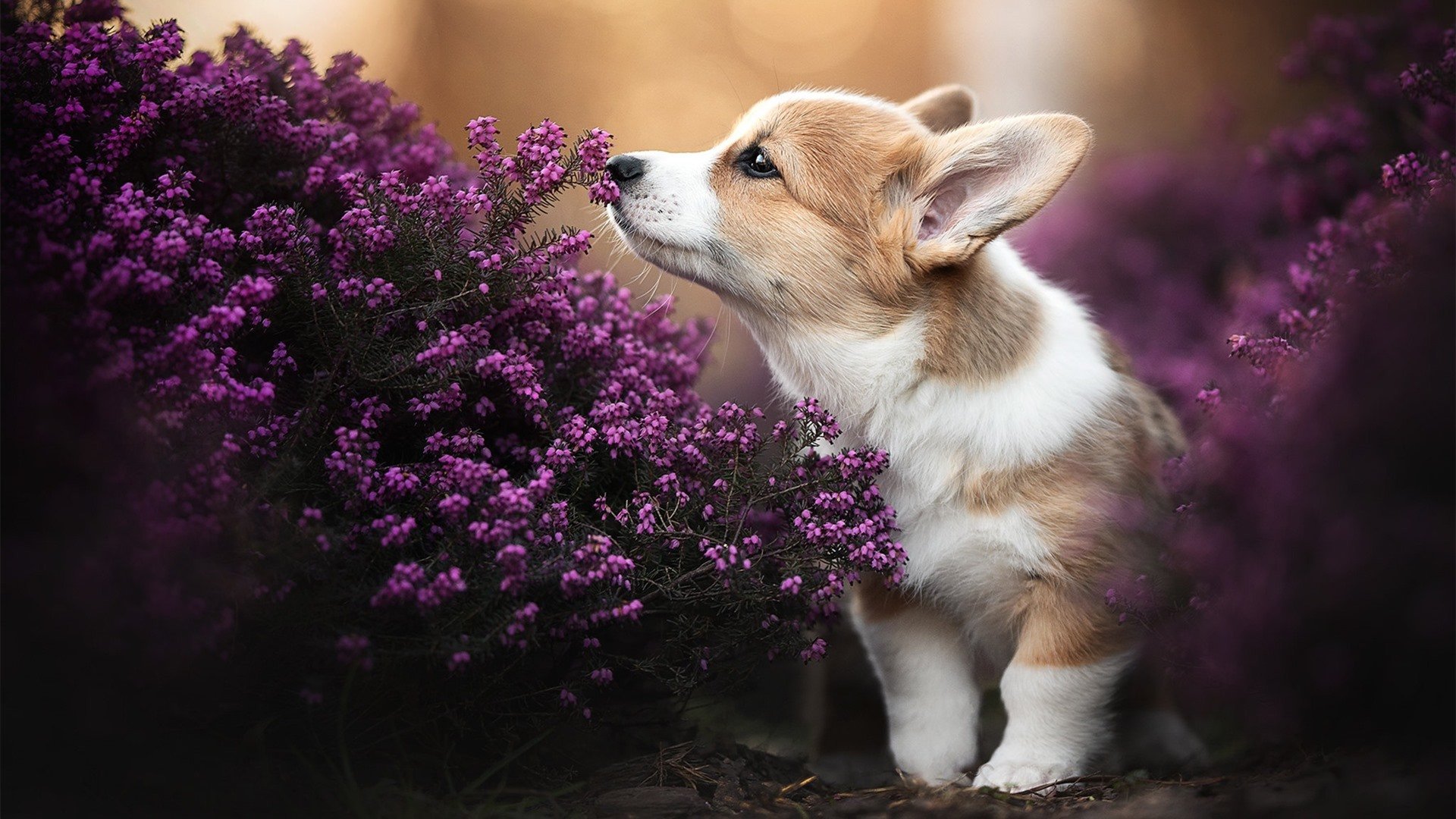 爱游戏娱乐网址-奥预赛中国队夺冠 球迷集体庆祝辉煌时刻，中国奥预赛直播