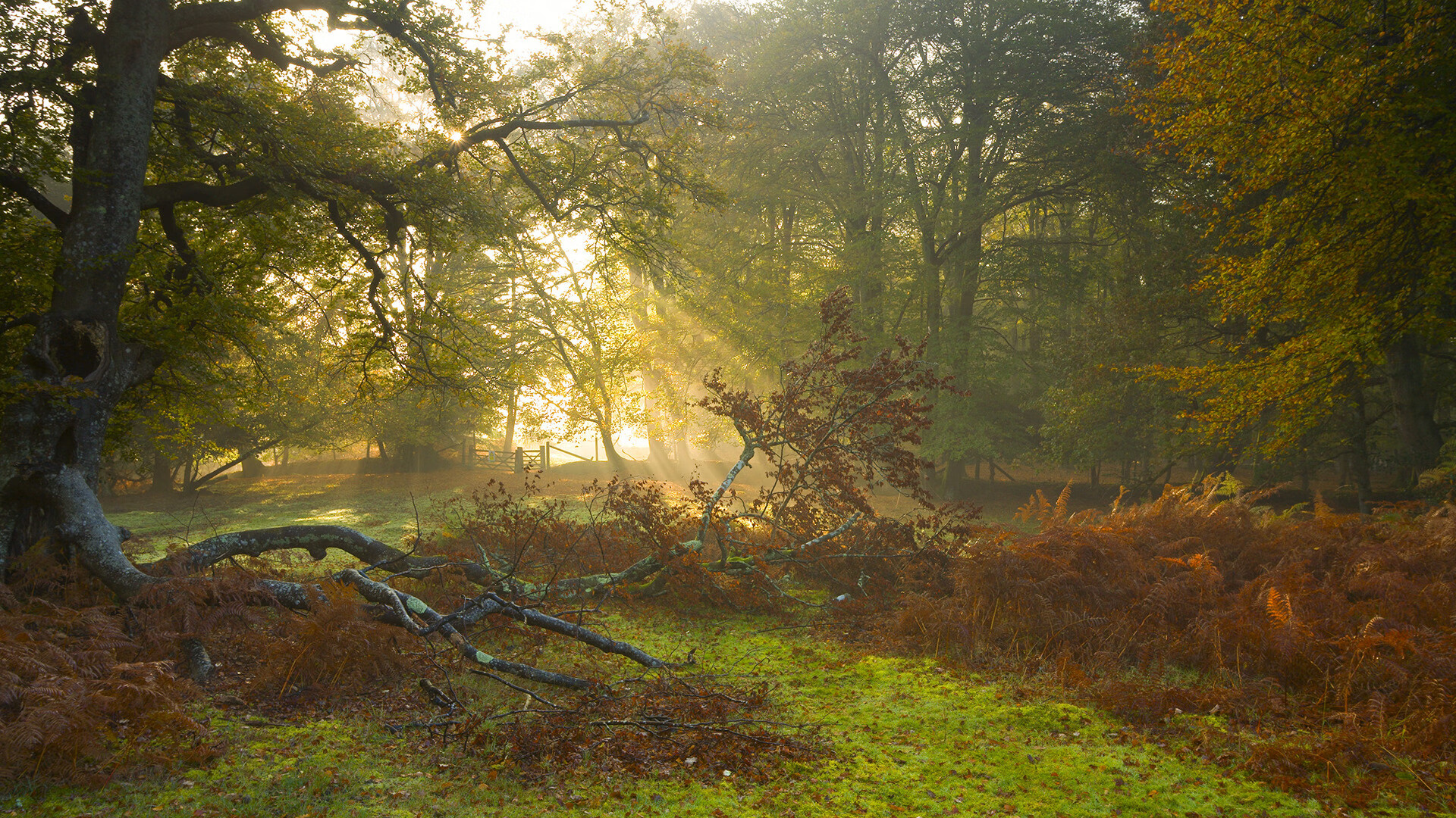 攀岩运动比赛首次引入灯光辅助计时,攀岩比赛项目的比赛规则