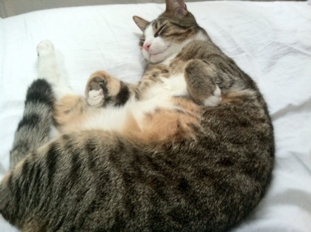 AYX SPORTS-俱乐部引进体能康复机器人提升伤后恢复效率与安全性，康复训练机器人的训练模式