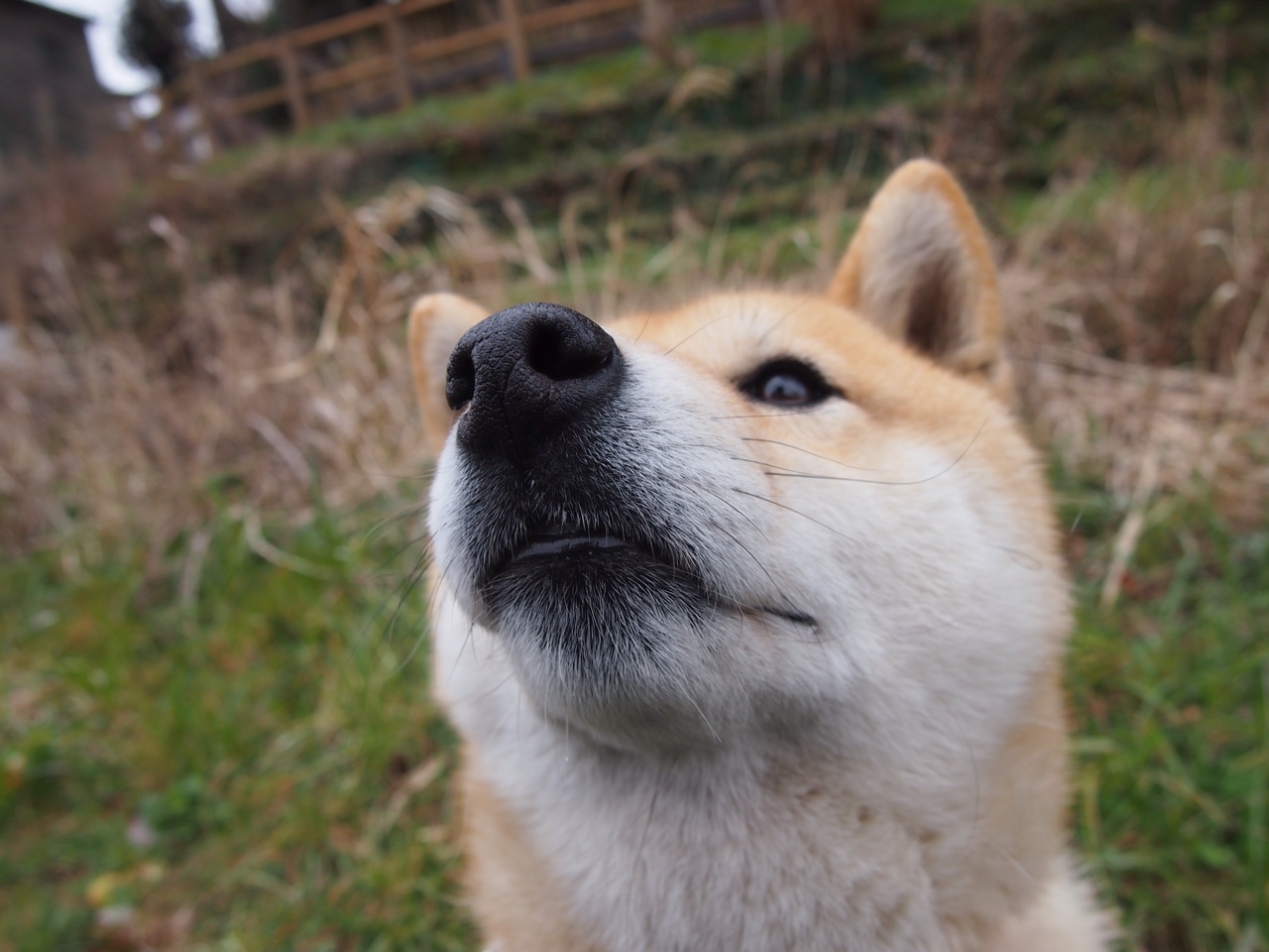 未来足球:虚拟主播和AI助理引领智能转播新时代,未来足球赛事