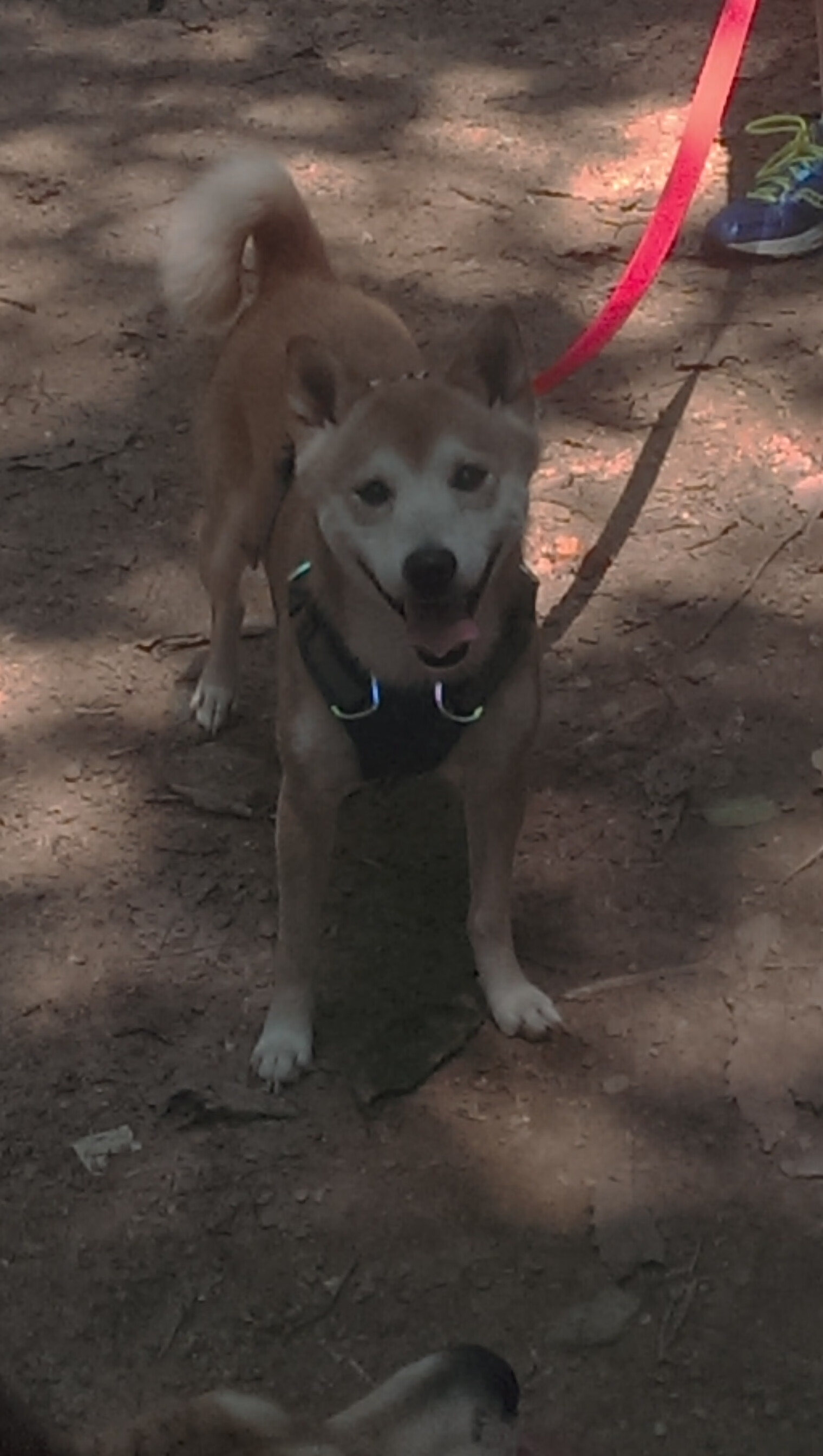 爱游戏app下载-篮网替补得分高效成为制胜关键，篮网替补厉害吗