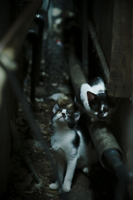 跨界合作推出足球文化系列电影,掀起体育与影视的跨界热潮,足球系列电影科教片